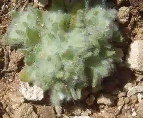 نبات اللاسيوبوجون muscoides في بيئته الطبيعية