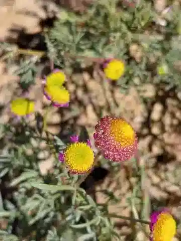 نبات اللاسيوسبيروم brachyglossum في بيئته الطبيعية