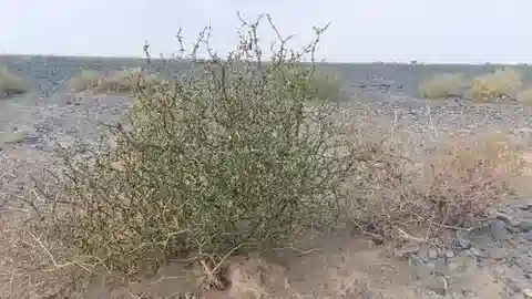 نبات اللقّاح acanthodes في بيئته الطبيعية