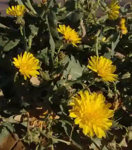 نبات اللقّاح angustifolia في بيئته الطبيعية