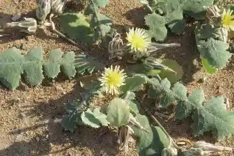 نبات اللقّاح capitata في بيئته الطبيعية