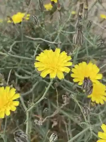 نبات اللقّاح fragilis subsp. fragilis في بيئته الطبيعية