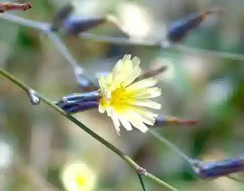 نبات اللقّاح intybacea في بيئته الطبيعية