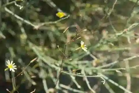 نبات اللقّاح massauensis في بيئته الطبيعية