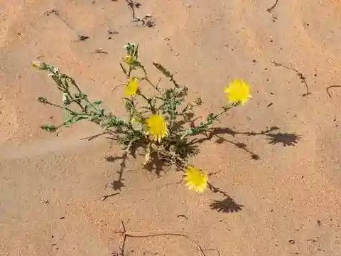 نبات اللقّاح mucronata subsp. cassiniana في بيئته الطبيعية