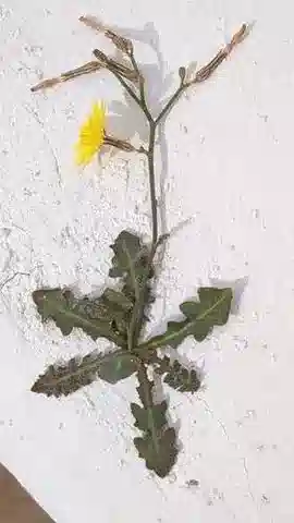 نبات اللقّاح nudicaulis var. nudicaulis في بيئته الطبيعية