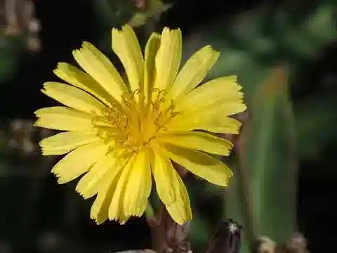 نبات اللقّاح procumbens في بيئته الطبيعية