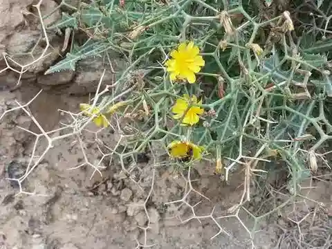 نبات اللقّاح spinosa في بيئته الطبيعية