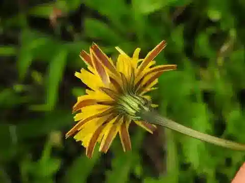 نبات الليونتودون tuberosus في بيئته الطبيعية