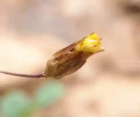 نبات الليسيرا leyseroides في بيئته الطبيعية