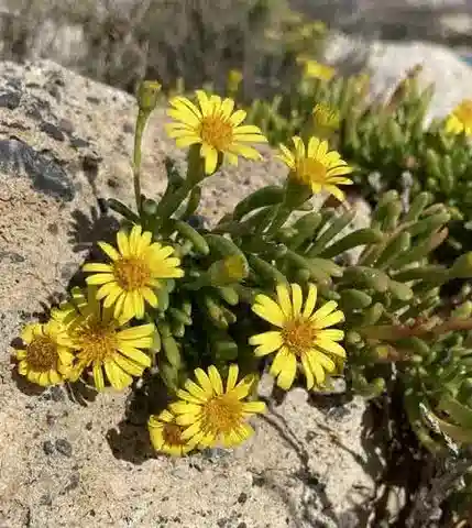نبات الليمباردة crithmoides في بيئته الطبيعية