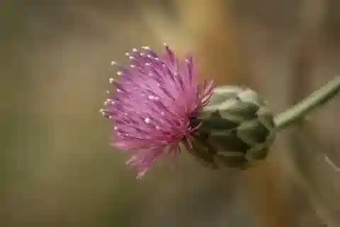 نبات المانتيصالقة duriaei في بيئته الطبيعية