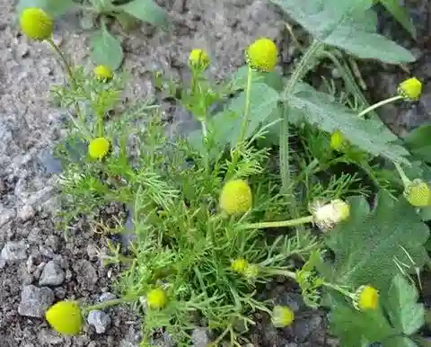 نبات المطريخة aurea في بيئته الطبيعية