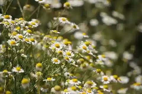 نبات المطريخة chamomilla في بيئته الطبيعية