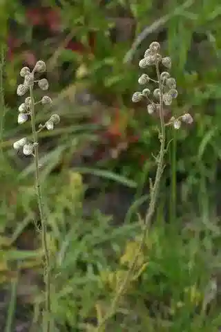 نبات النيدوريلا aegyptiaca في بيئته الطبيعية