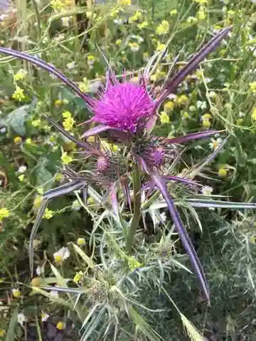 نبات النوتوبيزيس syriaca في بيئته الطبيعية