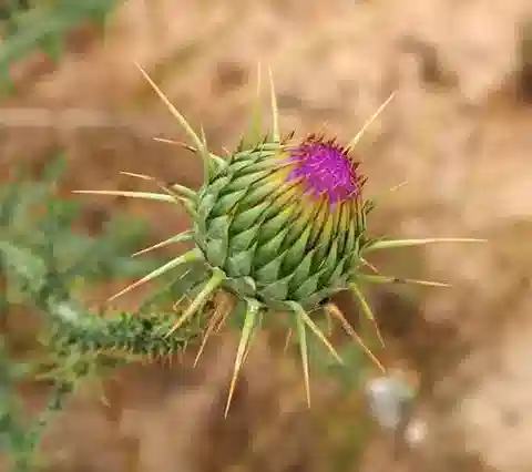 نبات العُقّيد alexandrinum في بيئته الطبيعية
