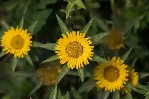 نبات البالنيس spinosa subsp. spinosa في بيئته الطبيعية