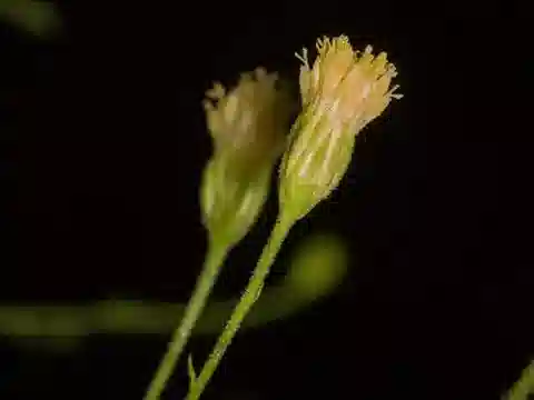 نبات البجوليشية senegalensis في بيئته الطبيعية