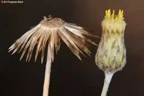 نبات الفاكنالون barbeyanum في بيئته الطبيعية