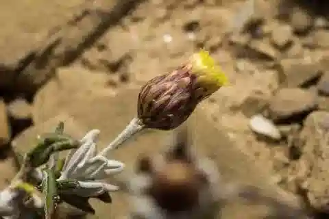 نبات الفاكنالون rupestre subsp. rupestre في بيئته الطبيعية