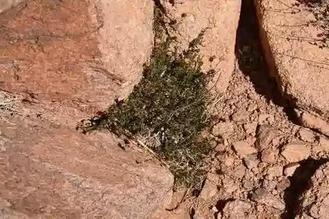 نبات الفاكنالون sinaicum في بيئته الطبيعية