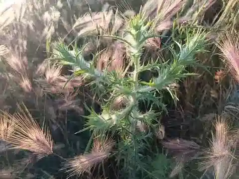 نبات الفونس lanatus في بيئته الطبيعية
