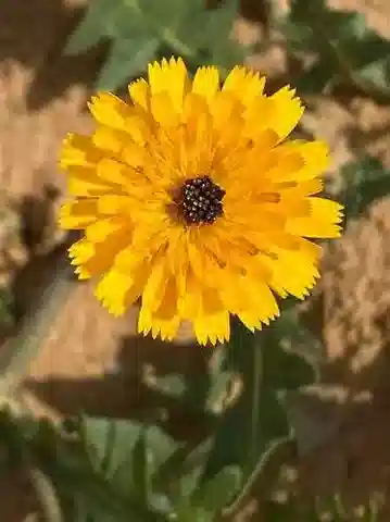 نبات البيقريس asplenioides subsp. asplenioides في بيئته الطبيعية