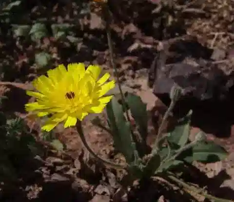 نبات البيقريس cyanocarpa في بيئته الطبيعية