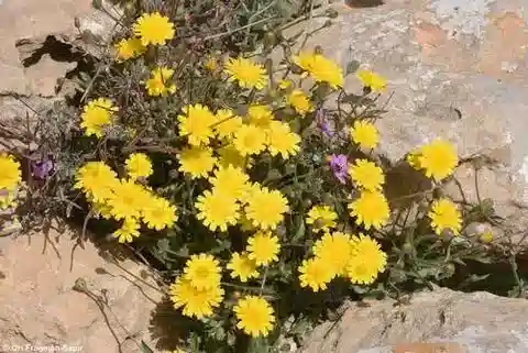 نبات البيقريس longirostris في بيئته الطبيعية