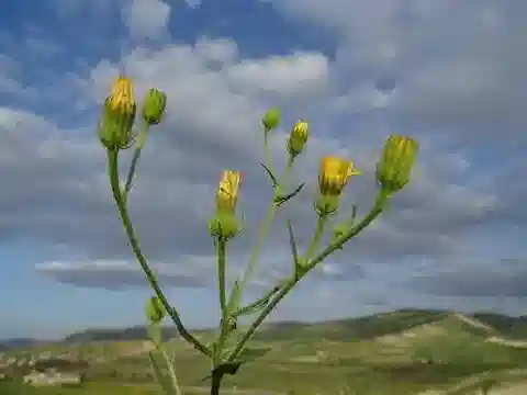 نبات البيقريس rhagadioloides في بيئته الطبيعية