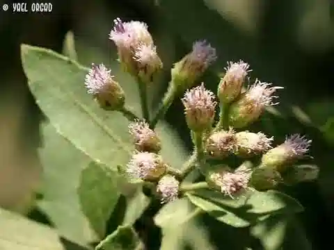 نبات البلوشية dioscoridis في بيئته الطبيعية