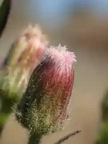 نبات البودوكونيزا viscosa في بيئته الطبيعية
