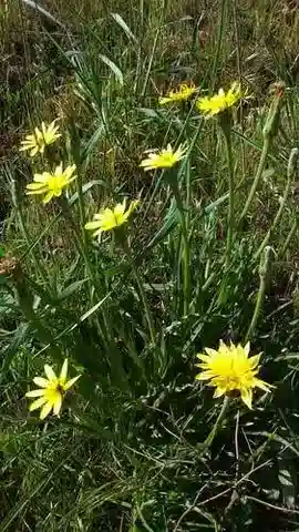 نبات البودودوسبيرموم semicanum في بيئته الطبيعية