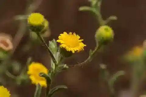 نبات البُلّيارية arabica في بيئته الطبيعية
