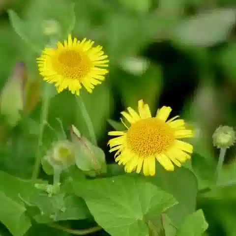 نبات البُلّيارية dysenterica subsp. dysenterica في بيئته الطبيعية