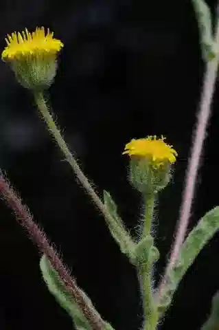 نبات البُلّيارية inuloides في بيئته الطبيعية