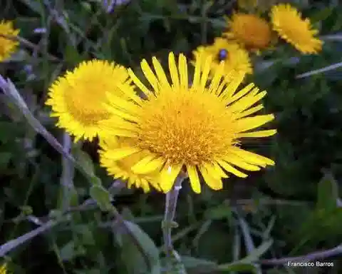 نبات البُلّيارية odora في بيئته الطبيعية