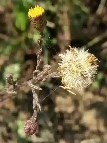 نبات البُلّيارية sicula في بيئته الطبيعية