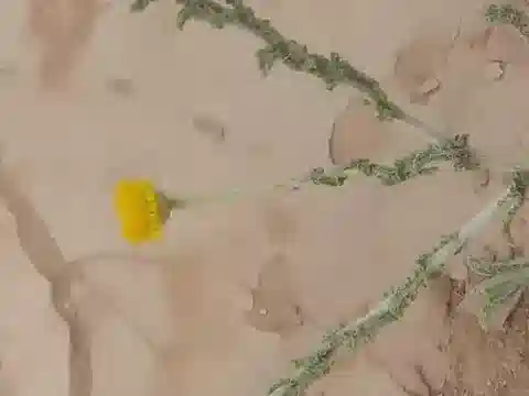 نبات البُلّيارية undulata subsp. undulata في بيئته الطبيعية