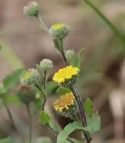 نبات البُلّيارية vulgaris subsp. vulgaris في بيئته الطبيعية