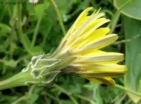 نبات الرايشاردية picroides في بيئته الطبيعية