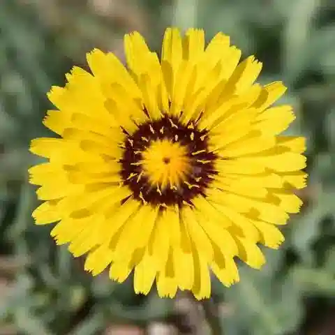 نبات الرايشاردية tingitana في بيئته الطبيعية