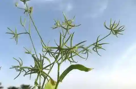 نبات الرغاديولوس stellatus في بيئته الطبيعية