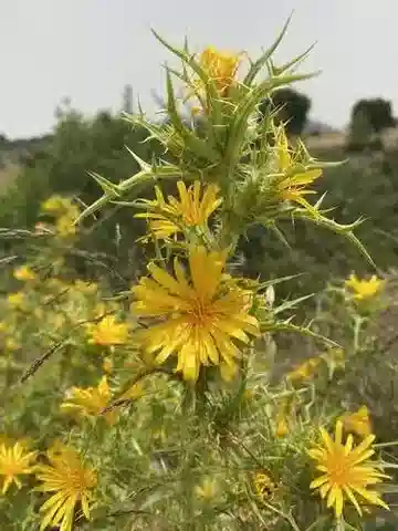 نبات السّكّوم hispanicus subsp. hispanicus في بيئته الطبيعية