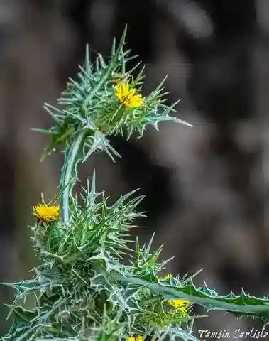 نبات السّكّوم maculatus في بيئته الطبيعية