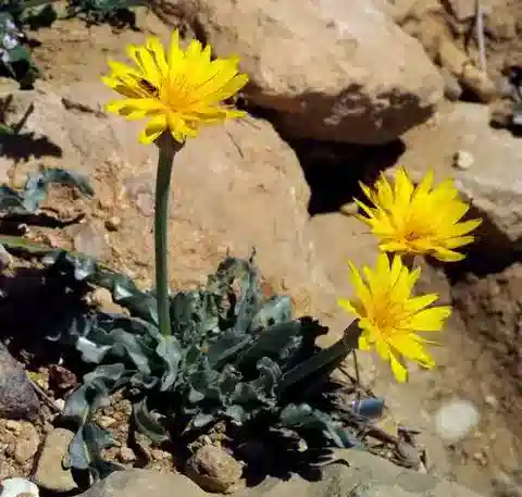نبات السكونزونيرا drarii في بيئته الطبيعية