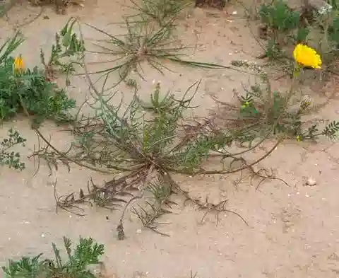 نبات السكونزونيريديس hispidula في بيئته الطبيعية