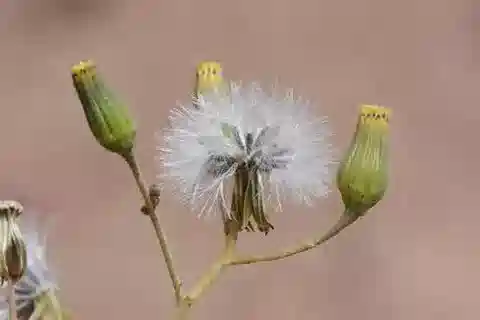 نبات السِّنِّي aegyptius في بيئته الطبيعية