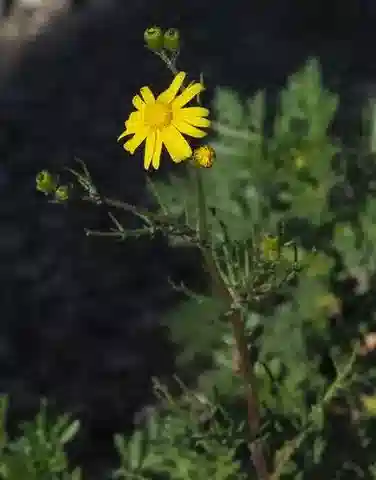 نبات السِّنِّي glaucus subsp. glaucus في بيئته الطبيعية